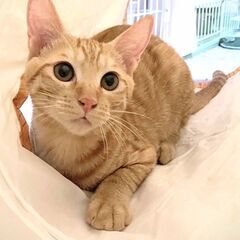 ★譲渡会あります★　きれいな茶トラ君