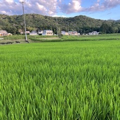 選別で 外れた小さい米や未熟米など令和7年産24.8kg玄米の画像