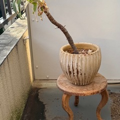 ネコ脚木製プランター台の画像