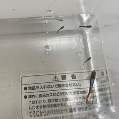 グッピー♂♀セット妊婦さん赤ちゃんさんびき3匹の画像