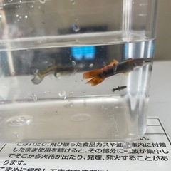 グッピー♂♀セット妊婦さん赤ちゃんさんびき3匹の画像