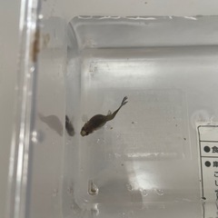 グッピー♂♀セット妊婦さん赤ちゃんさんびき3匹の画像