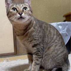 猫嫌いな猫【キジトラの女の子】