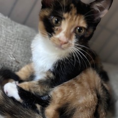 模様も綺麗な三毛猫　安芸ちゃん