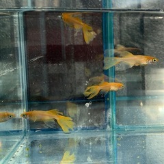 🐟ガラス水槽（ショーベタ　コレクションケース）1個の画像