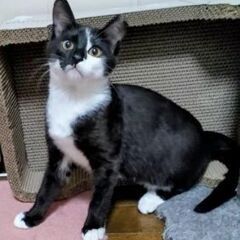 ★譲渡会あります★　ホワイトソックスの黒白ちゃん