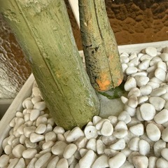 【造花】観葉植物の画像