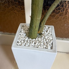 【造花】観葉植物の画像