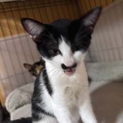 懐っこすぎるハチワレ猫の周防