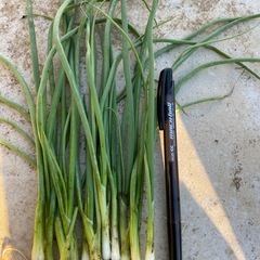 タマネギ苗　　1本10円の画像