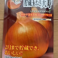 タマネギ苗　　1本10円の画像
