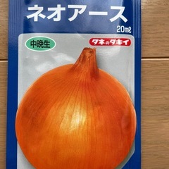 タマネギ苗　　1本10円の画像