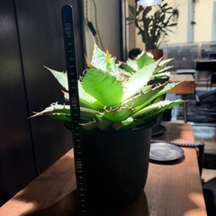 Agave アガベ《チタノタ》子株たくさん付いてます。の画像