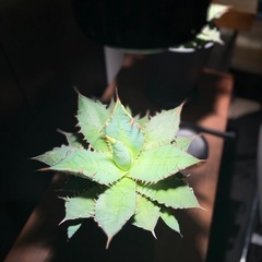 Agave アガベ《チタノタ》子株たくさん付いてます。の画像