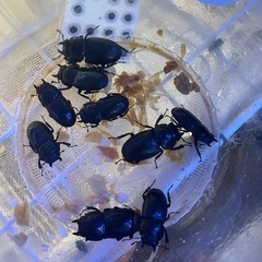 オキナワヒラタクワガタの画像