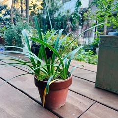 アガパンサス　の画像