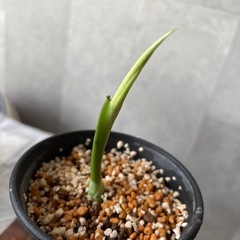 モンステラ　幼苗の画像
