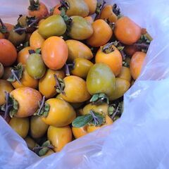 渋柿　本日収穫　10キロ　無農薬　干柿用の画像