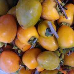 渋柿　本日収穫　10キロ　無農薬　干柿用の画像