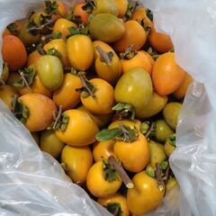 渋柿　本日収穫　10キロ　無農薬　干柿用の画像