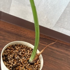 モンステラの画像