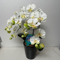 ●■★光触媒【胡蝶蘭】造花/フェイク 消臭・抗菌・防汚効果・高さ63cmの画像