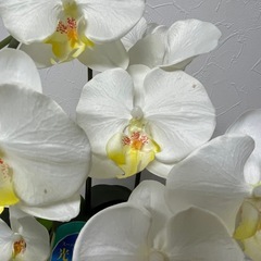 ●■★光触媒【胡蝶蘭】造花/フェイク 消臭・抗菌・防汚効果・高さ63cmの画像