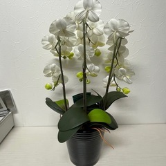 ●■★光触媒【胡蝶蘭】造花/フェイク 消臭・抗菌・防汚効果・高さ63cmの画像