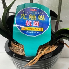 ●■★光触媒【胡蝶蘭】造花/フェイク 消臭・抗菌・防汚効果・高さ63cmの画像