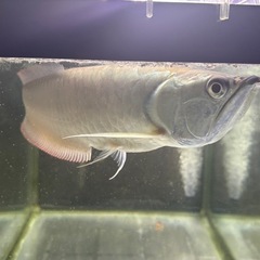 全部セット売り連絡下さいの画像