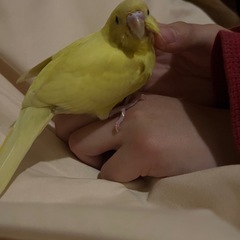 セキセイインコ 　黄色 