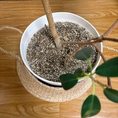 【0円】観葉植物　フランスゴムの木の画像