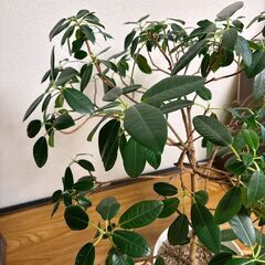 【0円】観葉植物　フランスゴムの木の画像
