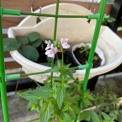 ネメシア コンフェッティ/鉢ごとの画像