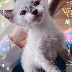 生後2ヶ月くらい可愛い子猫ちゃんです❣️シャム猫ちゃんやラグドー...
