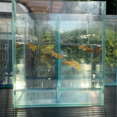 🐟ガラス水槽（ショーベタ　コレクションケース）1個の画像