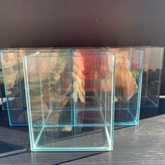 🐟ガラス水槽（ショーベタ　コレクションケース）1個の画像