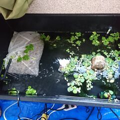 メダカ4種類 約50匹差し上げますの画像