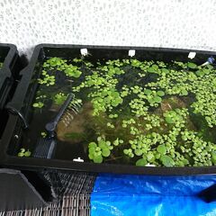 メダカ4種類 約50匹差し上げますの画像