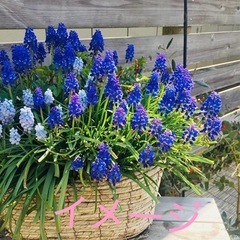 ムスカリ　5ポットの画像