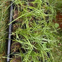 ムスカリ　5ポットの画像