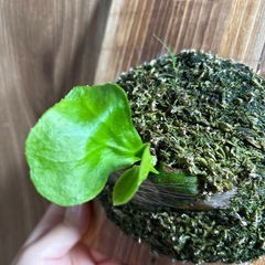 ビカクシダ　リドレイの画像