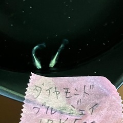 メダカ
の画像