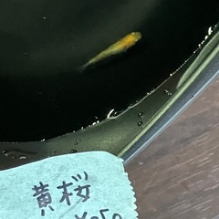 メダカ
の画像