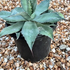 オバティフォリア8号鉢の画像