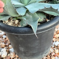 オバティフォリア8号鉢の画像