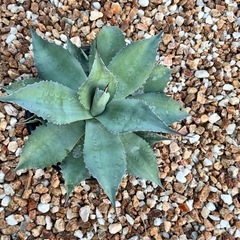 オバティフォリア8号鉢の画像