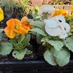 パンジー　5ポット　①の画像
