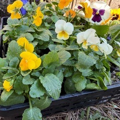 パンジー　5ポット　①の画像