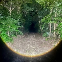 オキノエラブヒラタクワガタ WD ♀単品の画像